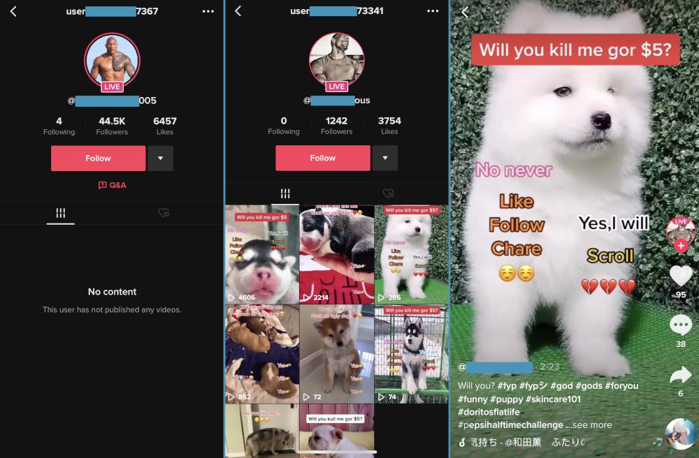 star pets is a scam｜TikTok Search